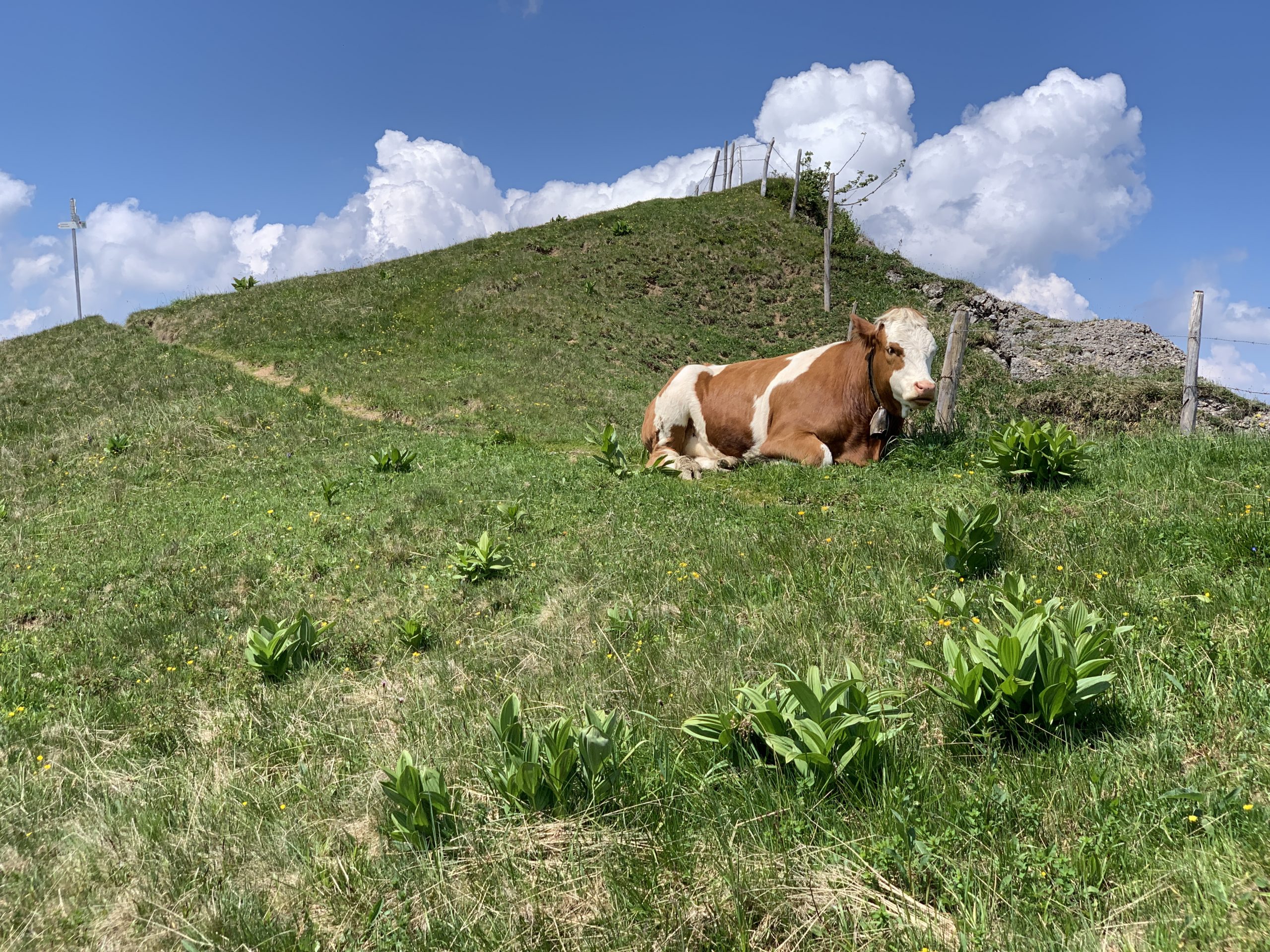 Kühe überall, auch auf Wanderwegen