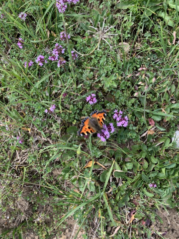 Und die Fauna, hier ein Schmetterling